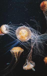 Превью обои медузы, подводный мир, плавание, щупальцы, полосатый