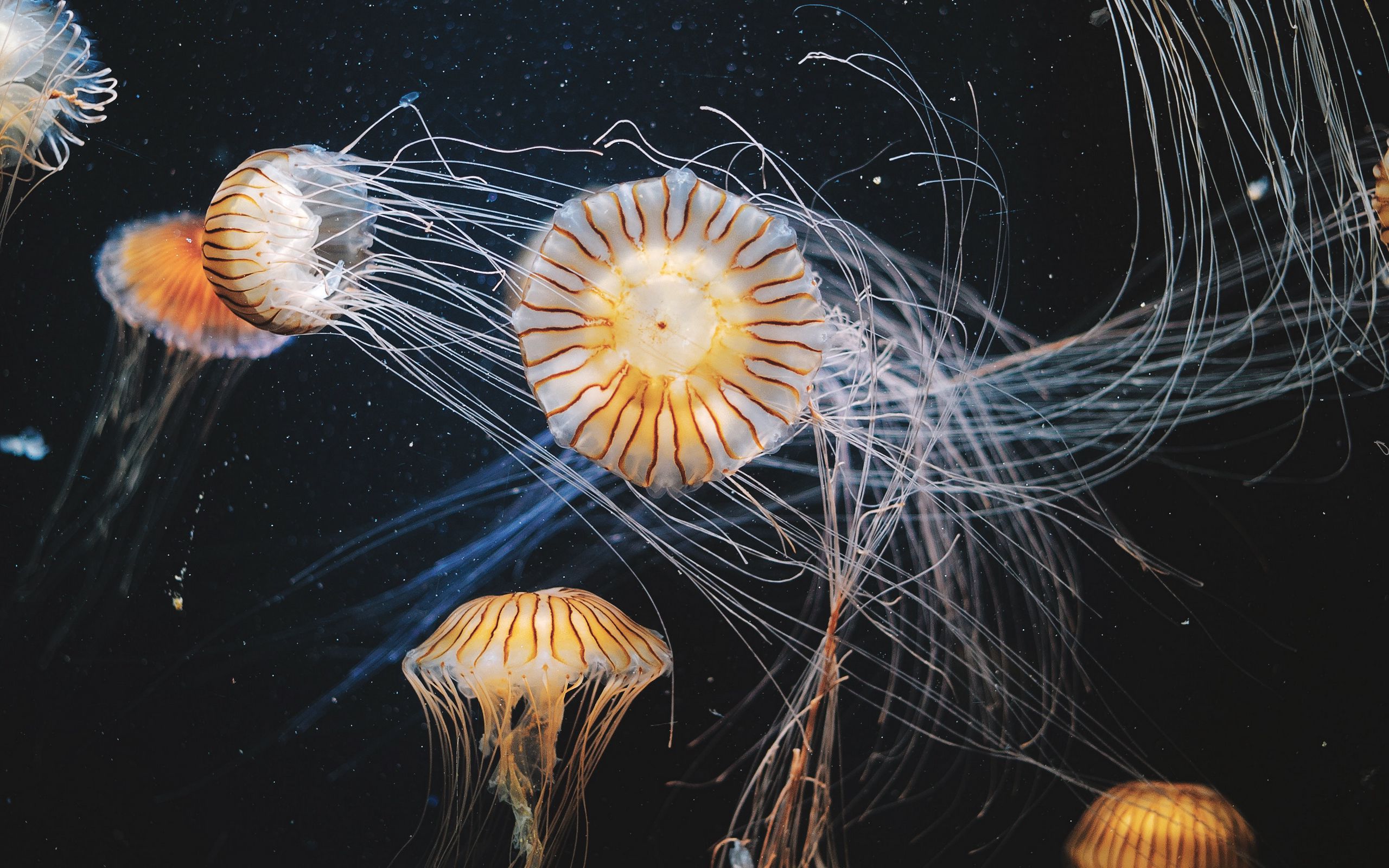 Стая медуз