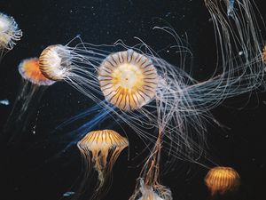 Превью обои медузы, подводный мир, плавание, щупальцы, полосатый