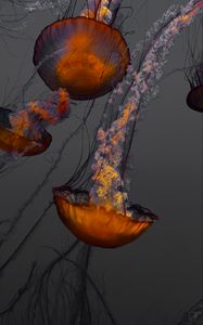 Превью обои медузы, подводный мир, плавание, щупальцы, океан, аквариум