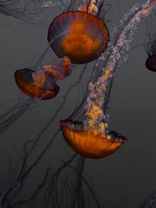 Превью обои медузы, подводный мир, плавание, щупальцы, океан, аквариум