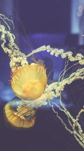 Превью обои медузы, подводный мир, плавать