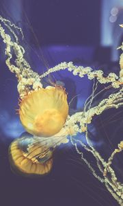 Превью обои медузы, подводный мир, плавать