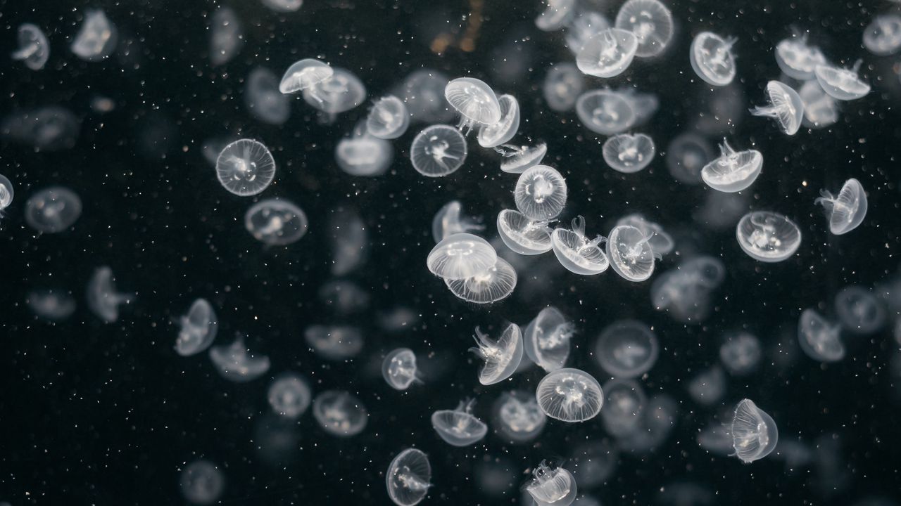 Обои медузы, подводный мир, плавать, океан, аквариум