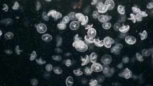 Превью обои медузы, подводный мир, плавать, океан, аквариум