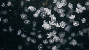 Превью обои медузы, подводный мир, плавать, океан, аквариум