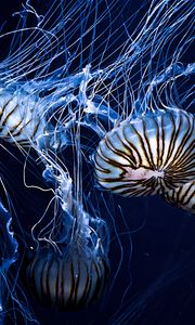 Превью обои медузы, подводный мир, полосы, щупальцы