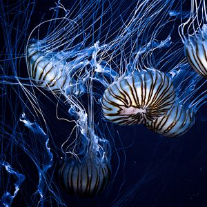 Превью обои медузы, подводный мир, полосы, щупальцы