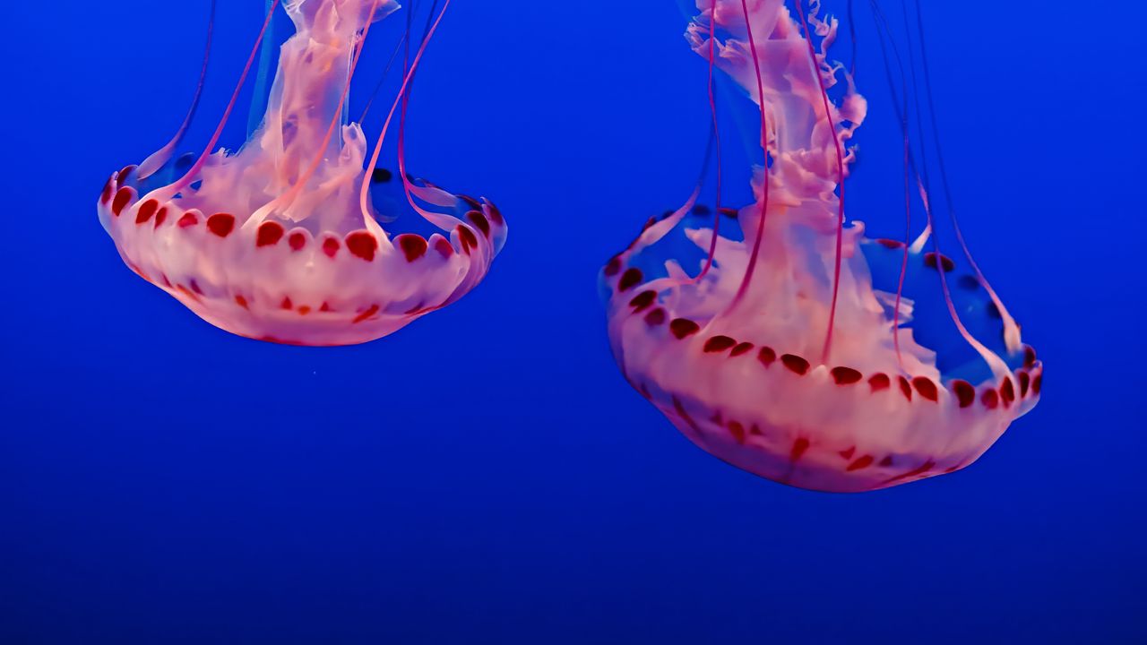 Обои медузы, подводный мир, щупальца, прозрачный, синий