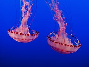 Превью обои медузы, подводный мир, щупальца, прозрачный, синий