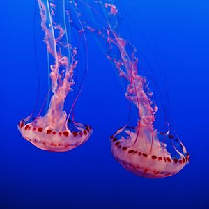 Превью обои медузы, подводный мир, щупальца, прозрачный, синий