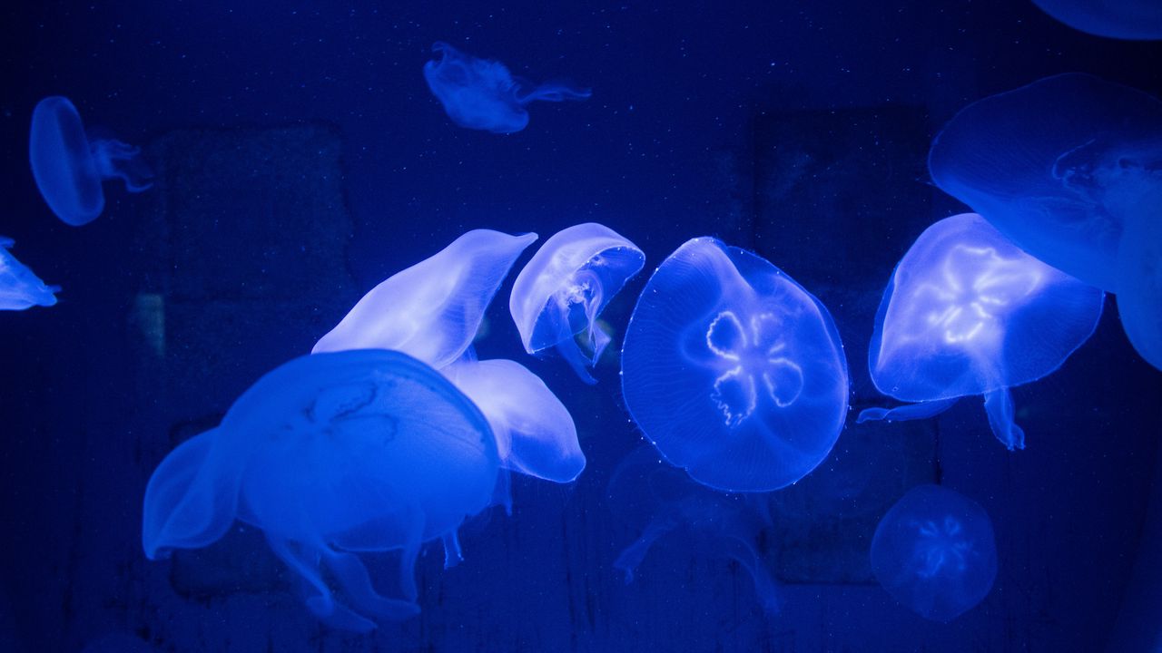 Обои медузы, подводный мир, щупальцы