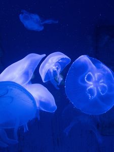 Превью обои медузы, подводный мир, щупальцы