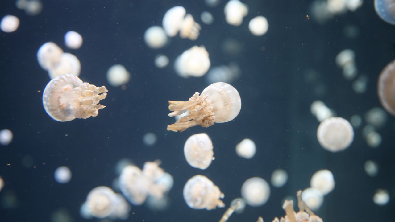 Обои медузы, подводный мир, щупальцы