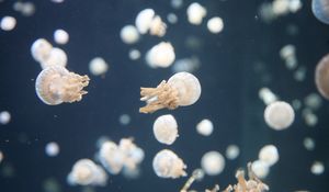 Превью обои медузы, подводный мир, щупальцы