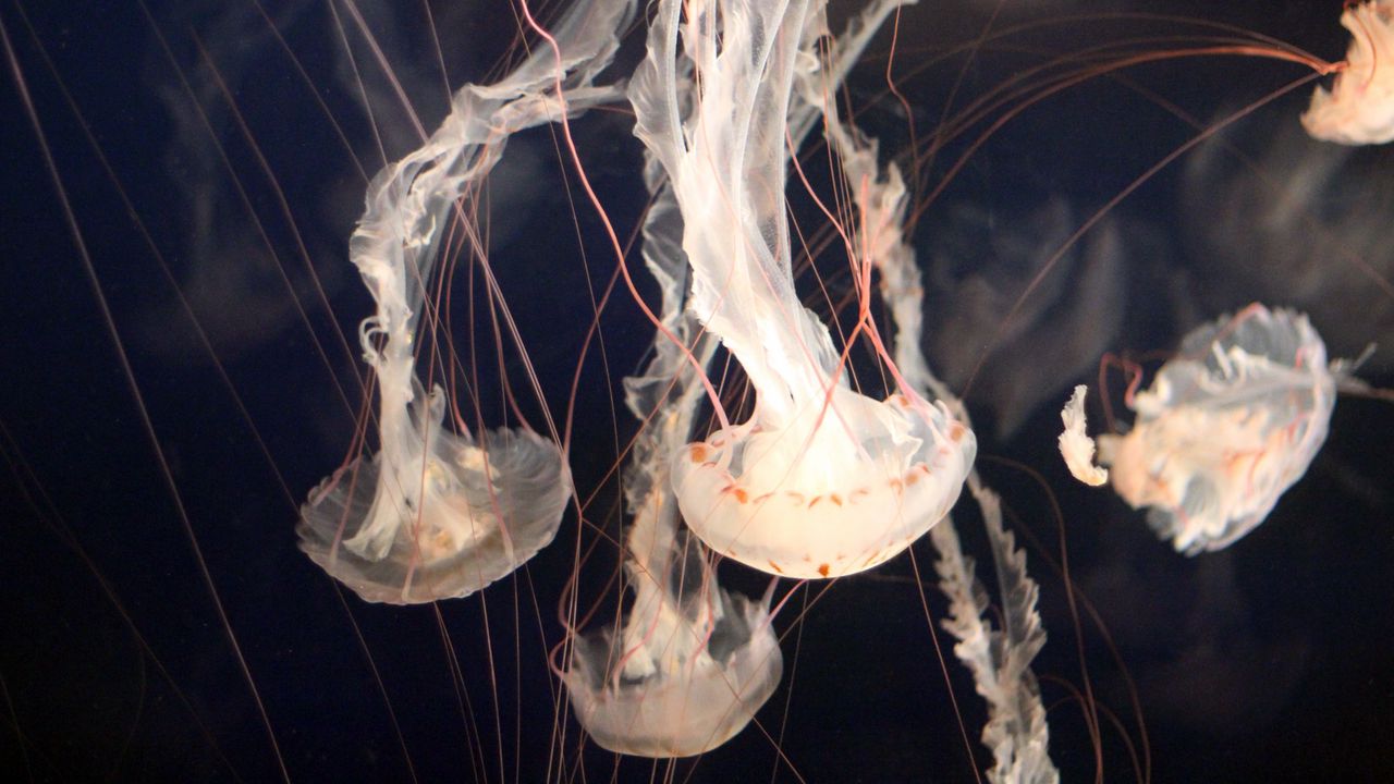 Обои медузы, подводный мир, щупальцы, плавание