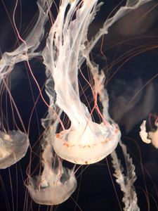 Превью обои медузы, подводный мир, щупальцы, плавание