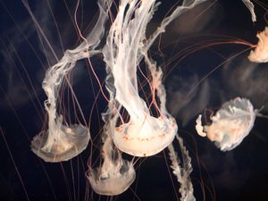 Превью обои медузы, подводный мир, щупальцы, плавание