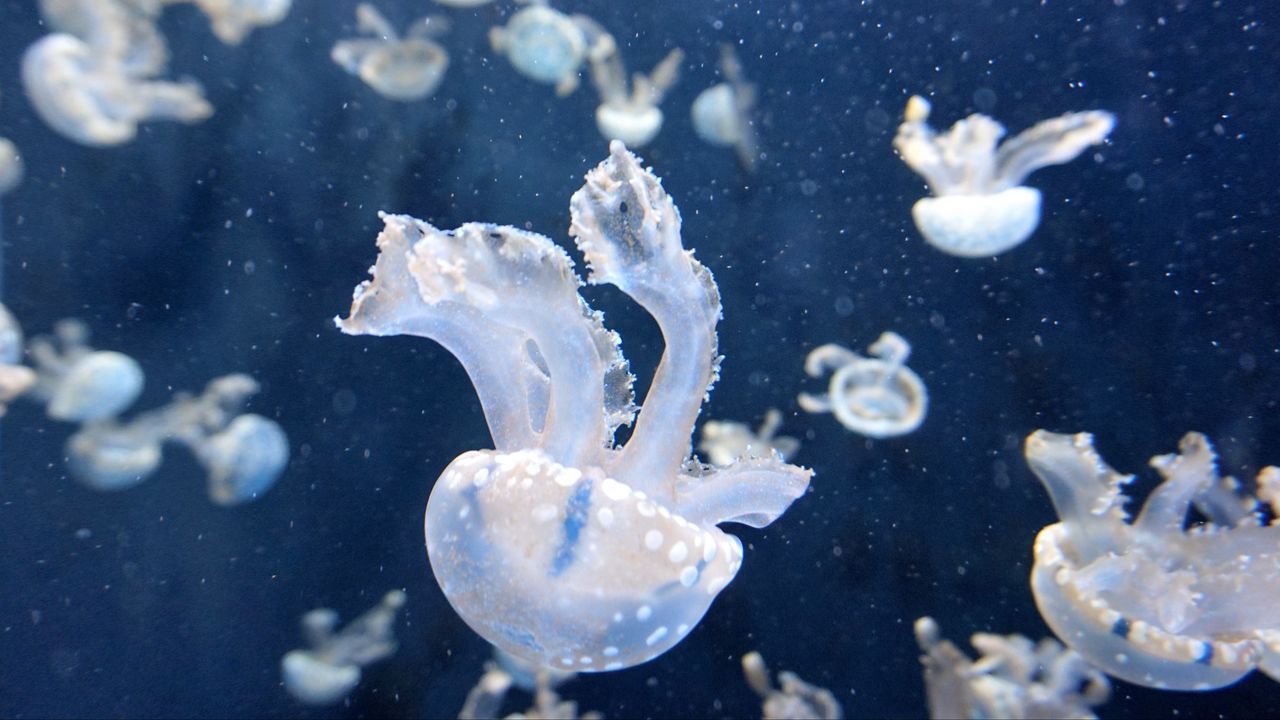 Обои медузы, подводный мир, щупальцы, плавать