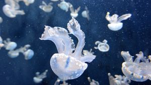 Превью обои медузы, подводный мир, щупальцы, плавать
