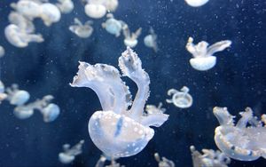 Превью обои медузы, подводный мир, щупальцы, плавать