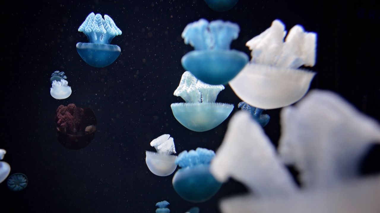 Обои медузы, подводный мир, щупальцы, макро
