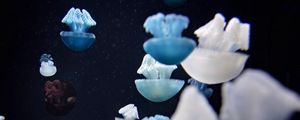 Превью обои медузы, подводный мир, щупальцы, макро
