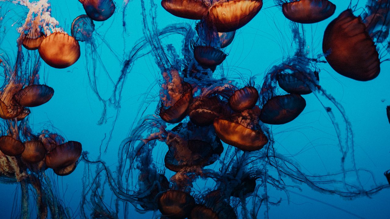 Обои медузы, подводный мир, щупальцы, вода, плавание