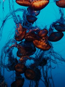 Превью обои медузы, подводный мир, щупальцы, вода, плавание