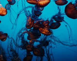 Превью обои медузы, подводный мир, щупальцы, вода, плавание