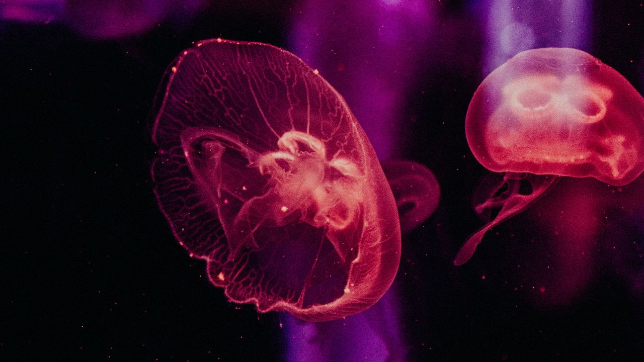 Обои медузы, подводный мир, щупальцы, свечение
