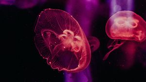 Превью обои медузы, подводный мир, щупальцы, свечение