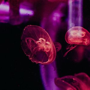Превью обои медузы, подводный мир, щупальцы, свечение