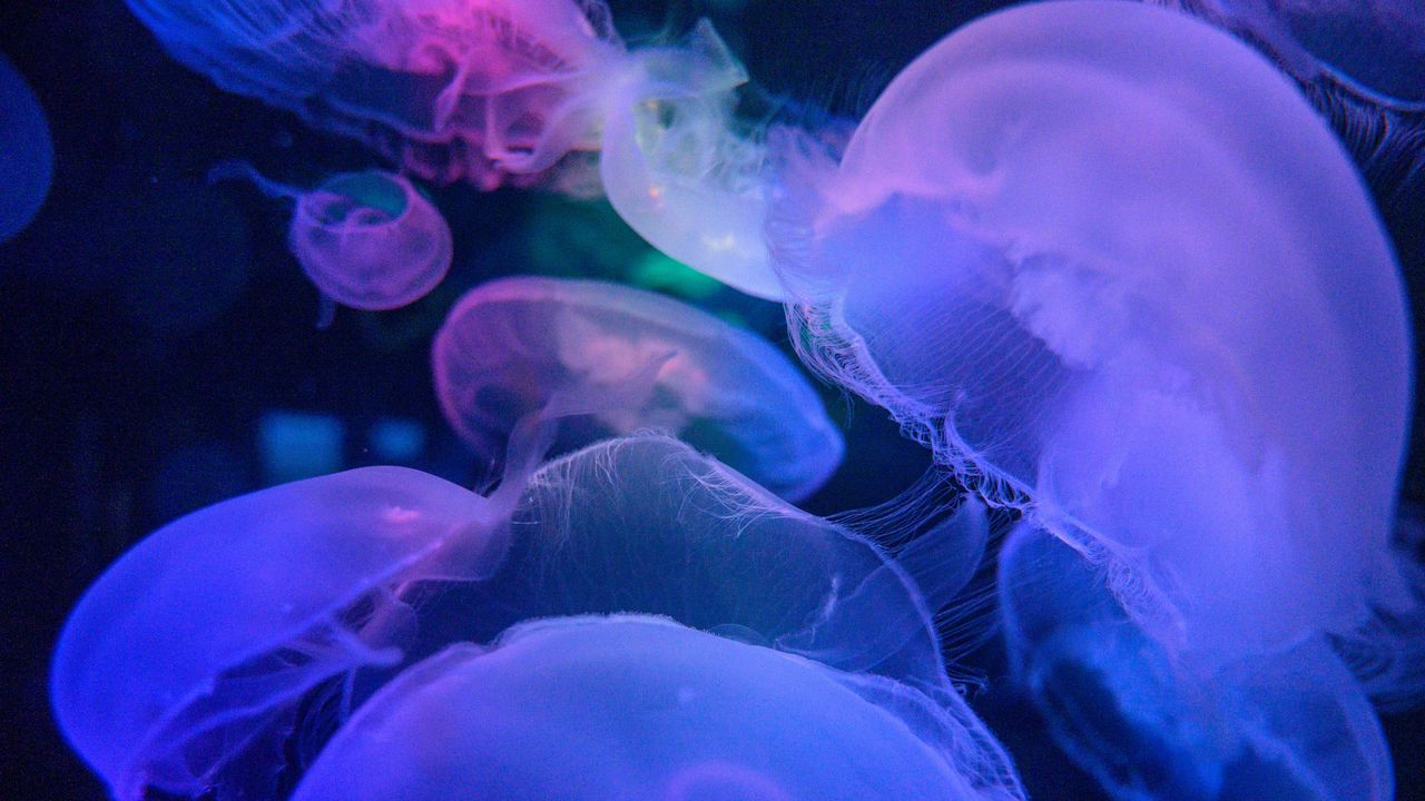 Обои медузы, подводный мир, синий, прозрачный