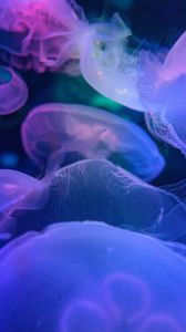 Превью обои медузы, подводный мир, синий, прозрачный