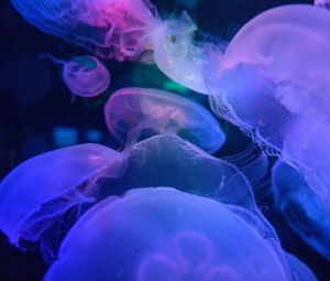 Превью обои медузы, подводный мир, синий, прозрачный