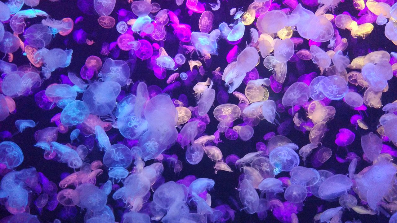 Обои медузы, подводный мир, свечение, неон, фосфор