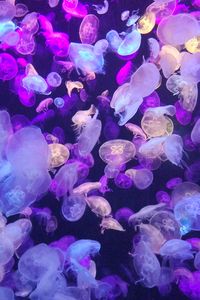 Превью обои медузы, подводный мир, свечение, неон, фосфор