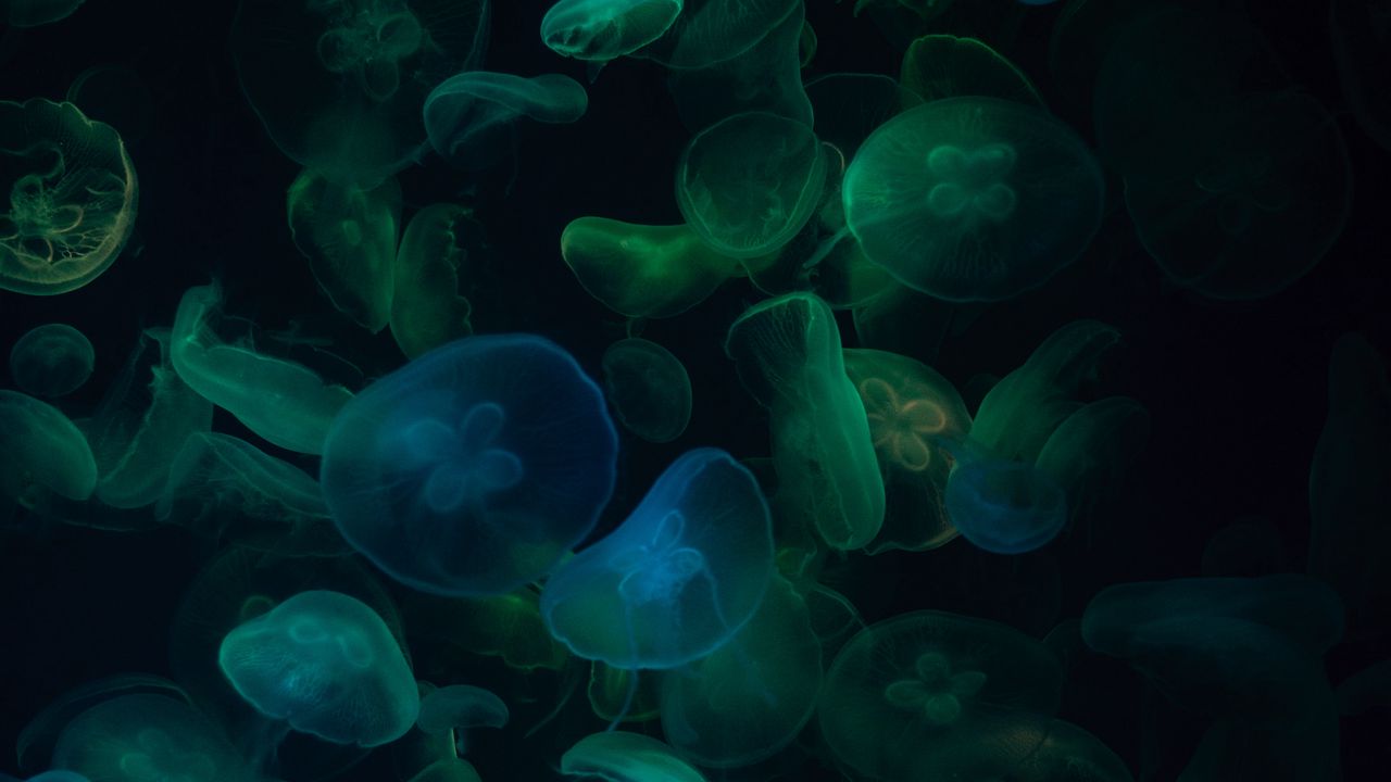 Обои медузы, подводный мир, темный, прозрачный