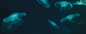 Превью обои медузы, подводный мир, темный