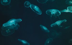Превью обои медузы, подводный мир, темный