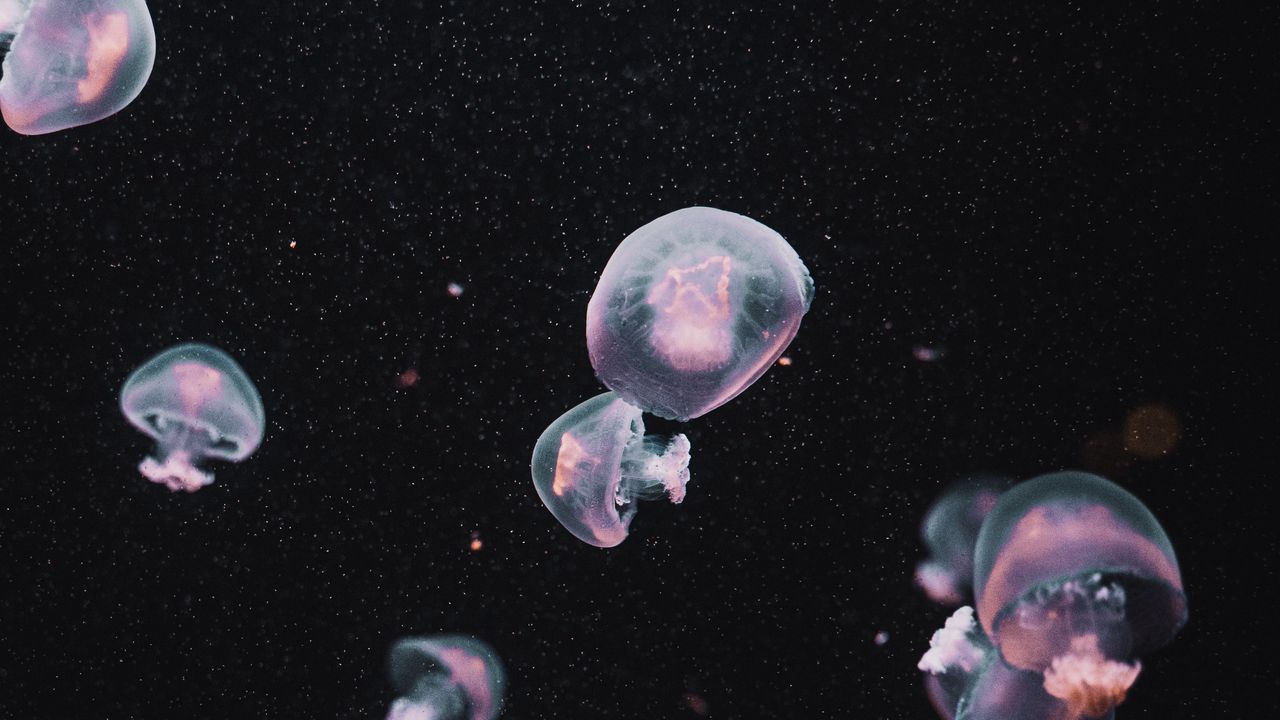 Обои медузы, подводный мир, темный, эстетика