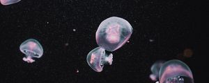 Превью обои медузы, подводный мир, темный, эстетика