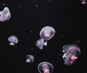Превью обои медузы, подводный мир, темный, эстетика