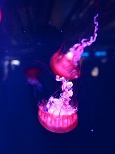 Превью обои медузы, подводный мир, вода, макро, фиолетовый
