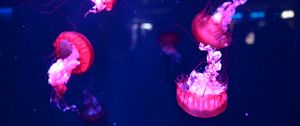 Превью обои медузы, подводный мир, вода, макро, фиолетовый