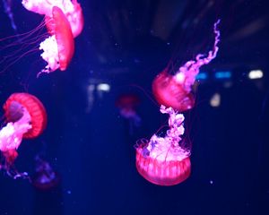 Превью обои медузы, подводный мир, вода, макро, фиолетовый