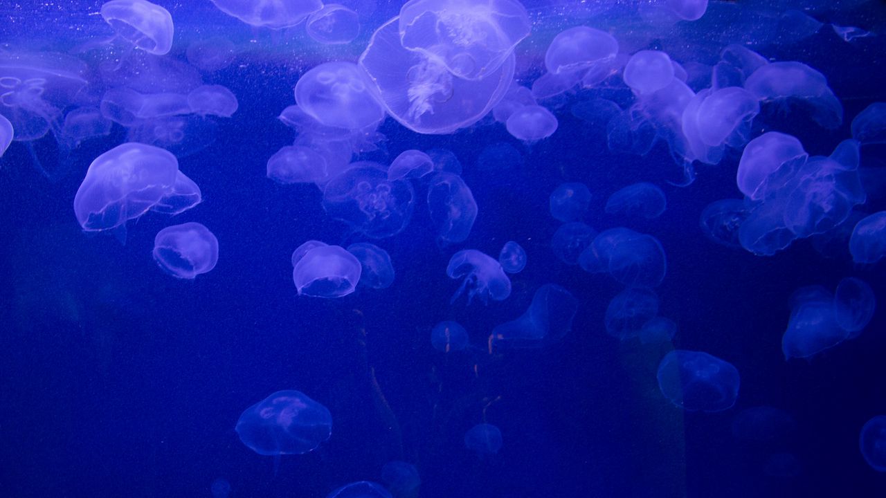 Обои медузы, подводный мир, желе