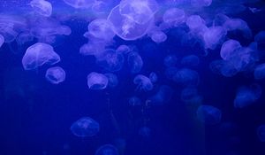 Превью обои медузы, подводный мир, желе