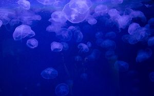 Превью обои медузы, подводный мир, желе